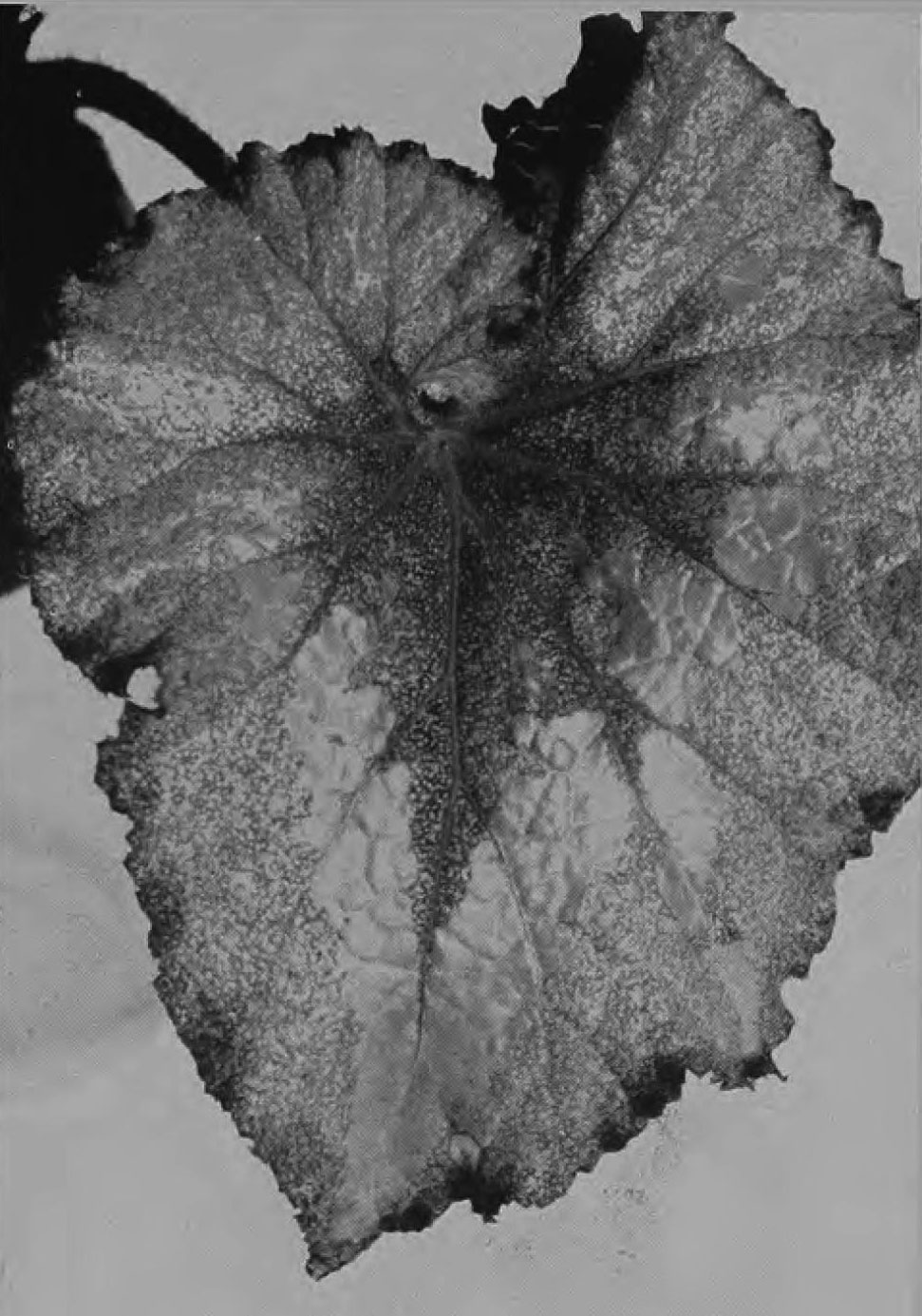 B. ‘Bertha Boner’